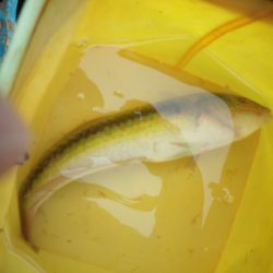 オリジナルメーカー海づり公園(市原市海づり施設) 釣果