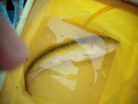 オリジナルメーカー海づり公園(市原市海づり施設) 釣果