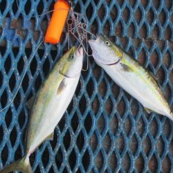 オリジナルメーカー海づり公園(市原市海づり施設) 釣果