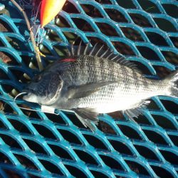 オリジナルメーカー海づり公園(市原市海づり施設) 釣果