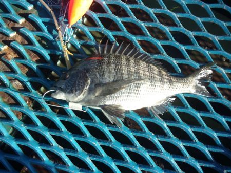 オリジナルメーカー海づり公園(市原市海づり施設) 釣果