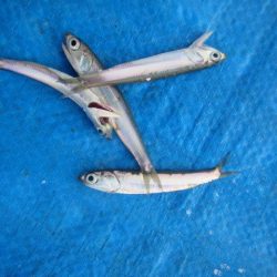 オリジナルメーカー海づり公園(市原市海づり施設) 釣果