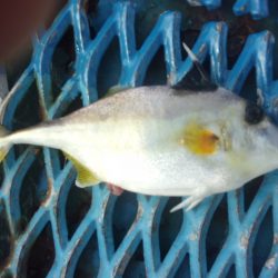 オリジナルメーカー海づり公園(市原市海づり施設) 釣果