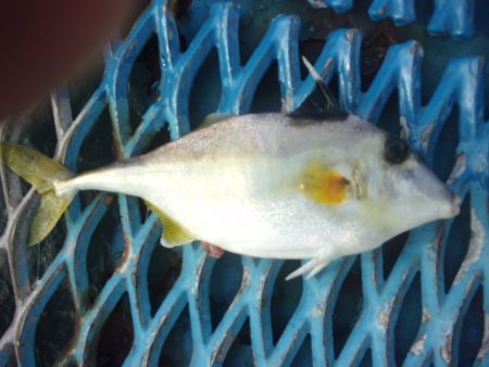 オリジナルメーカー海づり公園(市原市海づり施設) 釣果