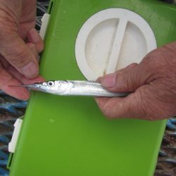 オリジナルメーカー海づり公園(市原市海づり施設) 釣果