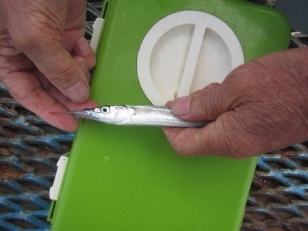 オリジナルメーカー海づり公園(市原市海づり施設) 釣果