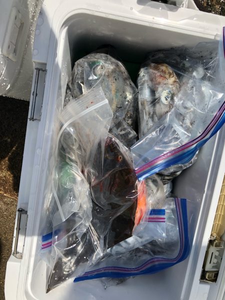 あみや渡船 釣果