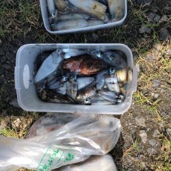 あみや渡船 釣果