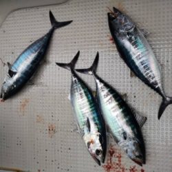 泰丸 釣果
