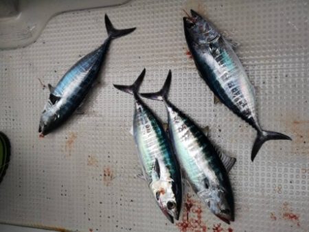 泰丸 釣果