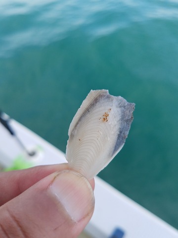 遊漁船　ニライカナイ 釣果