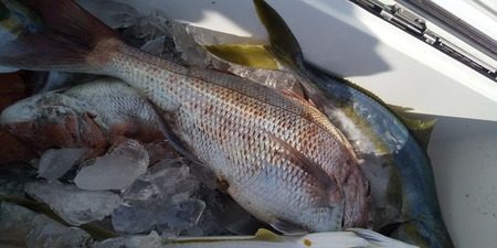 こうゆう丸 釣果