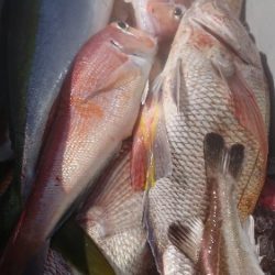 IDATEN(イダテン) 釣果