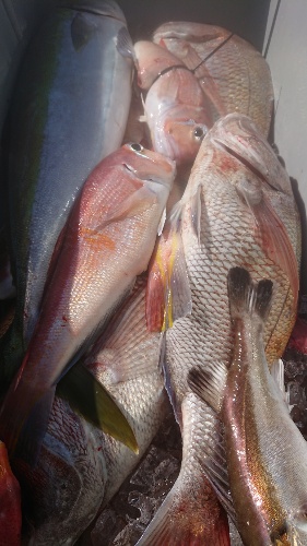 IDATEN(イダテン) 釣果