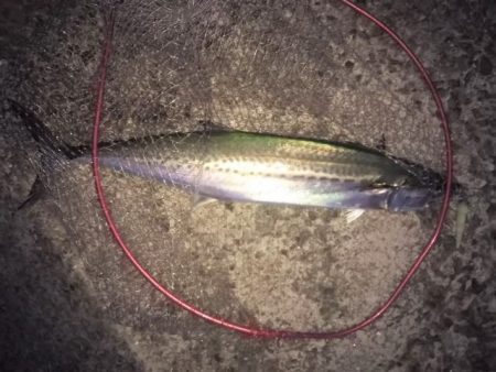 ワインドでサワラ