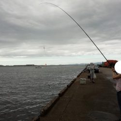 さより好調(小さめです)