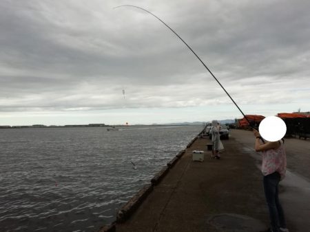 さより好調(小さめです)