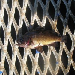 オリジナルメーカー海づり公園(市原市海づり施設) 釣果