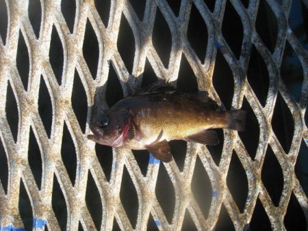 オリジナルメーカー海づり公園(市原市海づり施設) 釣果