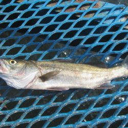 オリジナルメーカー海づり公園(市原市海づり施設) 釣果