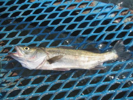 オリジナルメーカー海づり公園(市原市海づり施設) 釣果