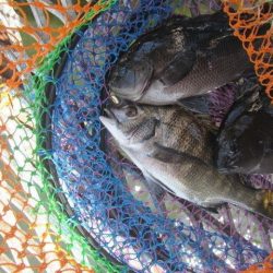 オリジナルメーカー海づり公園(市原市海づり施設) 釣果