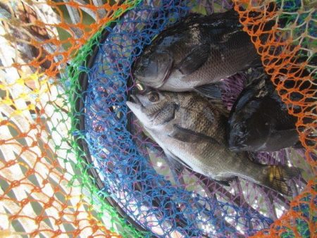 オリジナルメーカー海づり公園(市原市海づり施設) 釣果