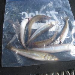 オリジナルメーカー海づり公園(市原市海づり施設) 釣果