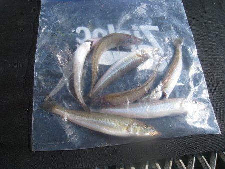 オリジナルメーカー海づり公園(市原市海づり施設) 釣果