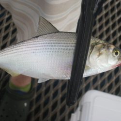 オリジナルメーカー海づり公園(市原市海づり施設) 釣果