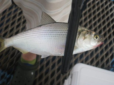 オリジナルメーカー海づり公園(市原市海づり施設) 釣果