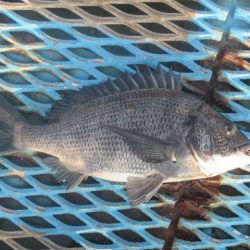 オリジナルメーカー海づり公園(市原市海づり施設) 釣果