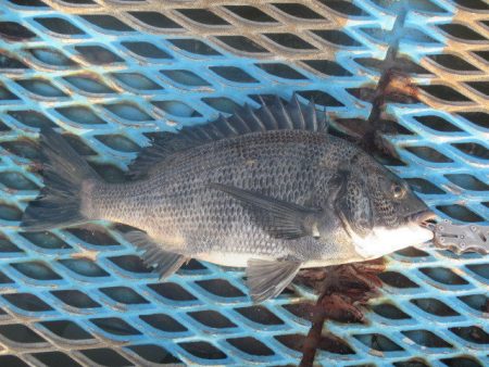 オリジナルメーカー海づり公園(市原市海づり…