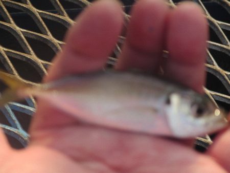 オリジナルメーカー海づり公園(市原市海づり施設) 釣果