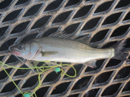 オリジナルメーカー海づり公園(市原市海づり施設) 釣果