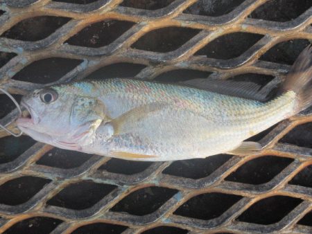 オリジナルメーカー海づり公園(市原市海づり施設) 釣果
