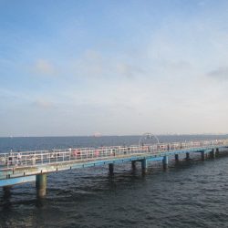 オリジナルメーカー海づり公園(市原市海づり施設) 釣果