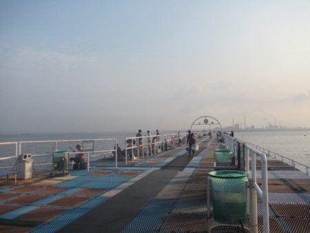 オリジナルメーカー海づり公園(市原市海づり施設) 釣果