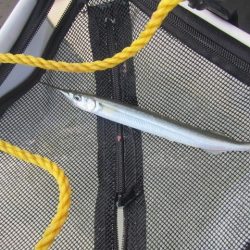 オリジナルメーカー海づり公園(市原市海づり施設) 釣果