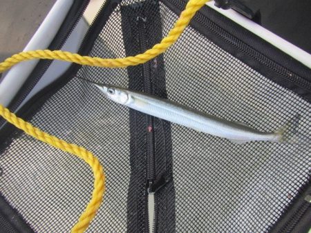 オリジナルメーカー海づり公園(市原市海づり施設) 釣果