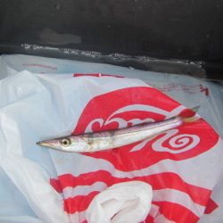 オリジナルメーカー海づり公園(市原市海づり施設) 釣果