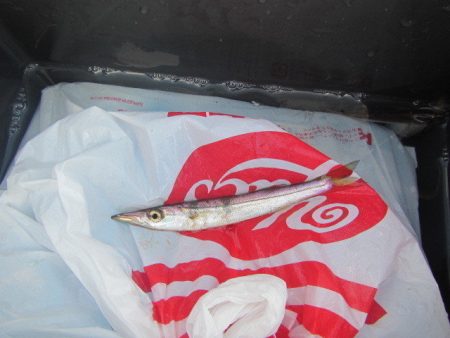 オリジナルメーカー海づり公園(市原市海づり施設) 釣果