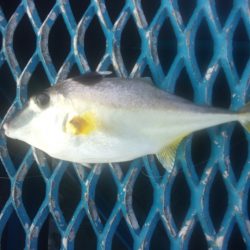 オリジナルメーカー海づり公園(市原市海づり施設) 釣果