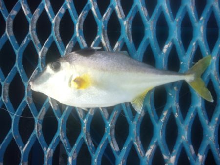 オリジナルメーカー海づり公園(市原市海づり施設) 釣果