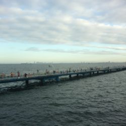 オリジナルメーカー海づり公園(市原市海づり施設) 釣果