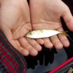 オリジナルメーカー海づり公園(市原市海づり施設) 釣果