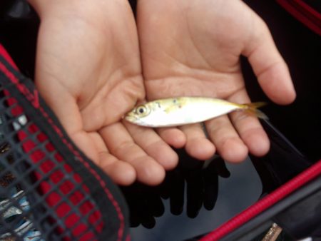 オリジナルメーカー海づり公園(市原市海づり施設) 釣果