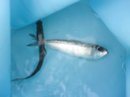 オリジナルメーカー海づり公園(市原市海づり施設) 釣果