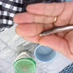 オリジナルメーカー海づり公園(市原市海づり施設) 釣果