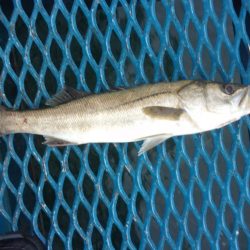 オリジナルメーカー海づり公園(市原市海づり施設) 釣果